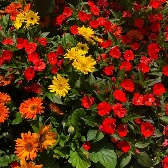 Meet your Posher, Cynthia - Picture 15 of 15